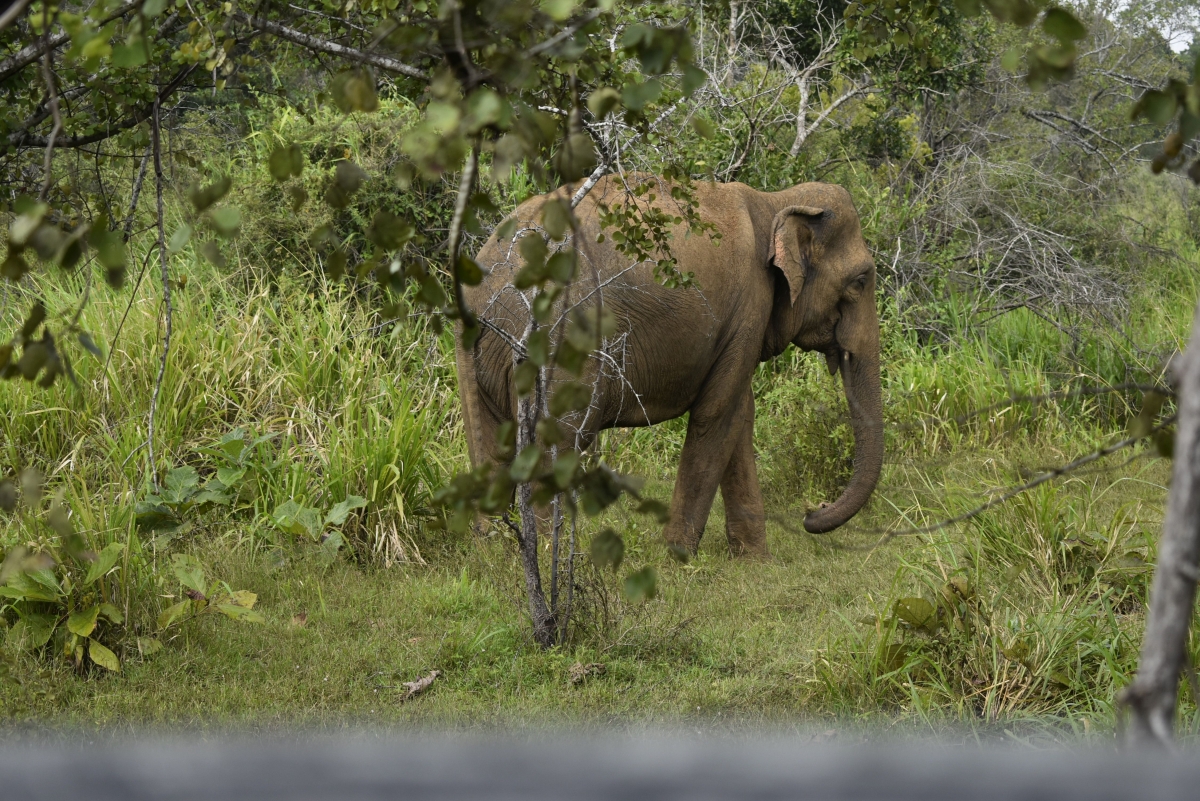Наблюдение на слонове